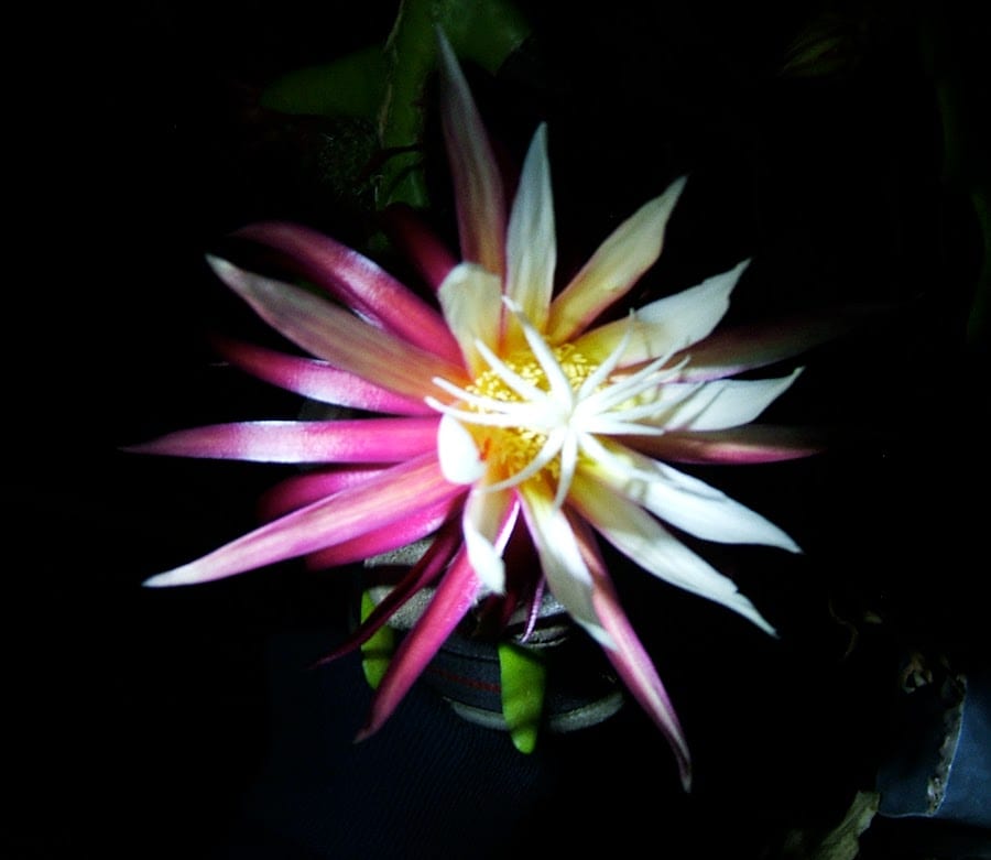 仙人掌科的花